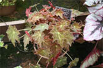 B. ‘Tatsutagawa’